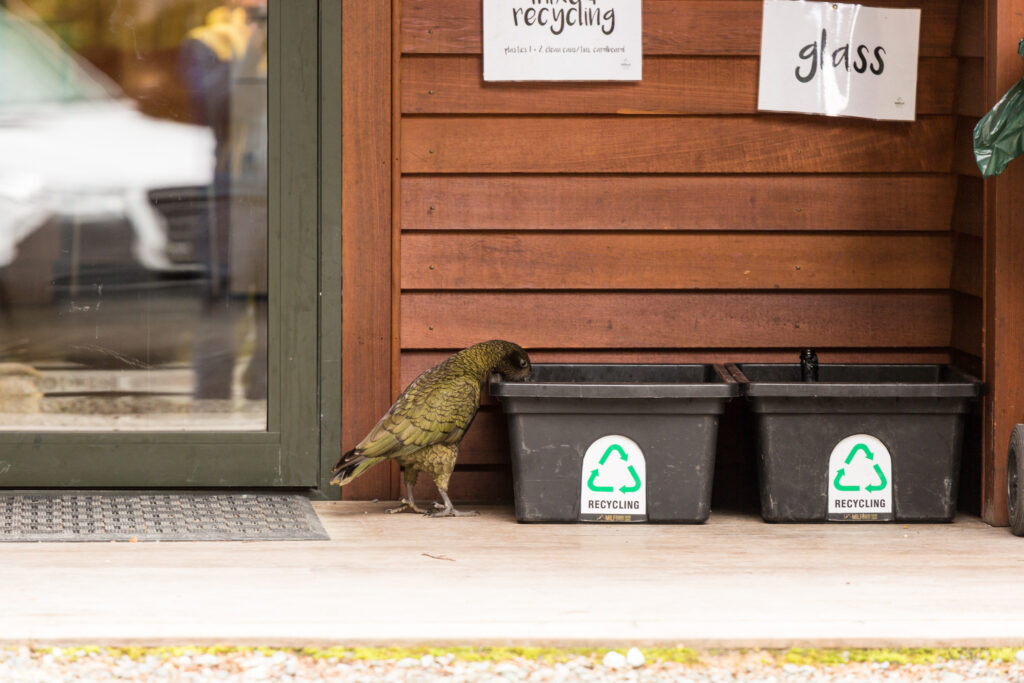 Keas auf dem Campingplatz